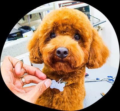 Tools You Need To Buy For Dog Grooming